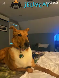 Doggie❤️