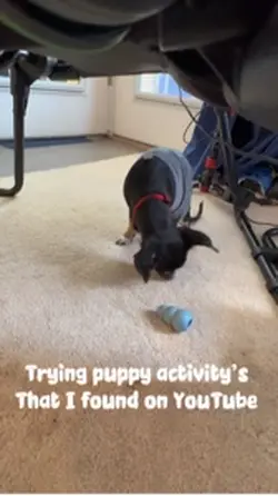 Dog 