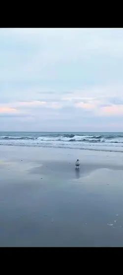 Early bird chirping 