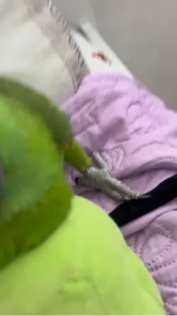 Bird😃