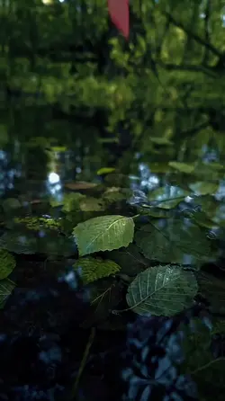 16 video or photo