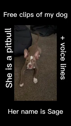 My dog clips