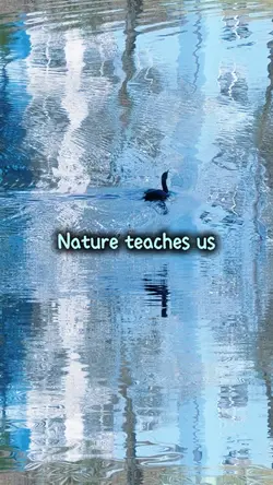 Reflections 