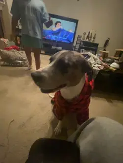 Dog