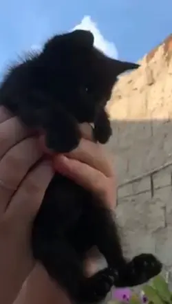 Animação pra seu PET