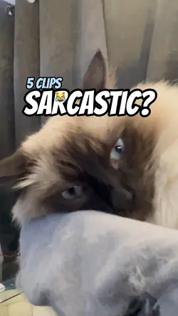 Always sarcastic??