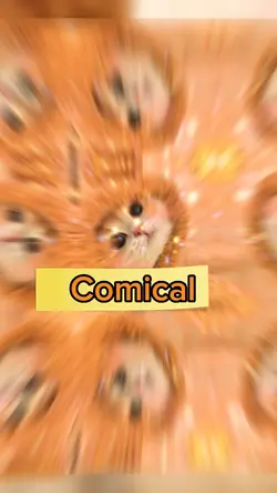 Cat 🐱 