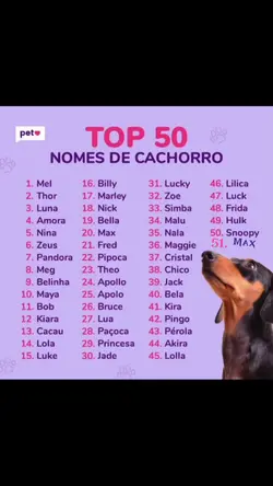 cachorro