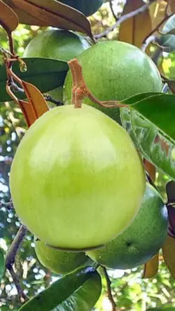 maracujá 