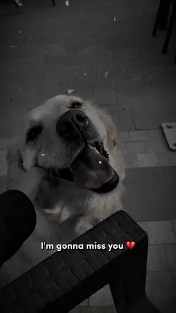 Miss you💔🐾