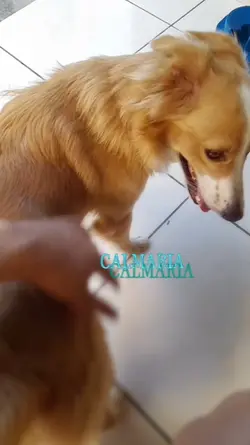 Melhor amigo 
