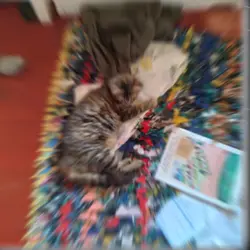 espesial300cats<3