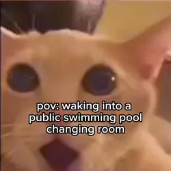 shocked cat meme