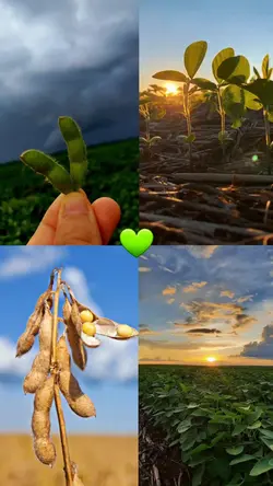 4× diferentes fotos