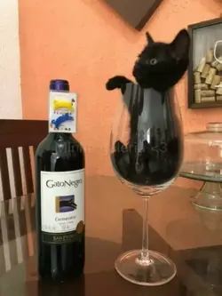 Eles não dá azar <3