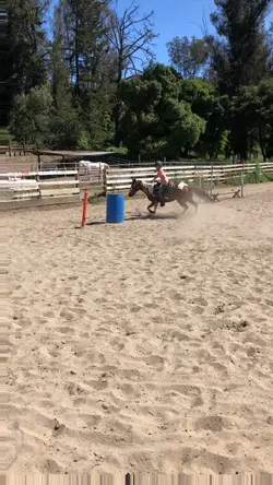 Horse template 