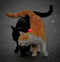 amor
