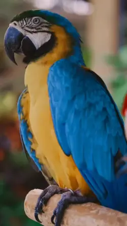 belos pássaros