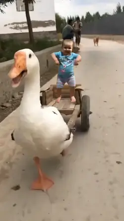 passeio de ganso 