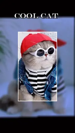 Cool cat