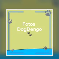 Álbum de Fotos
