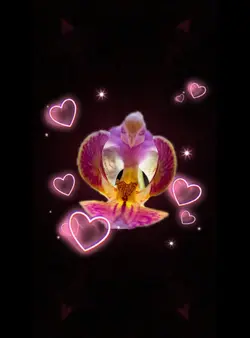 Beautiful flowers