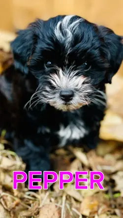 My Little Pepper