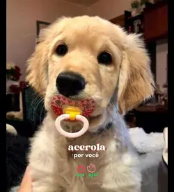 acerola por você 