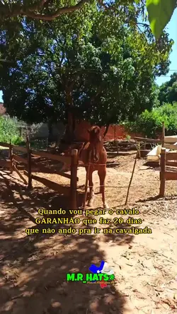 Cavalo Garanhão