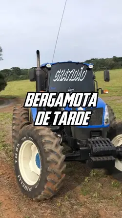 Bergamota de tarde