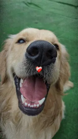 Pet ❤️🩹