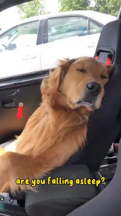 Sleepy Pet