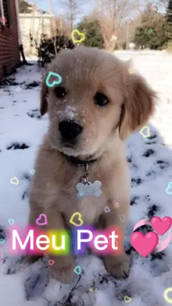 Cachorro 