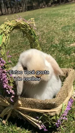 Eu gosto do coelho 