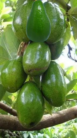 Fruta abacate 