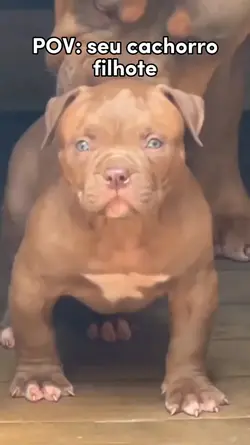 Edit do seu cachorro