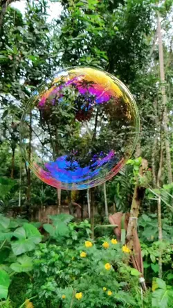 A Bolha
