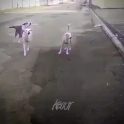 pitbull Shelby