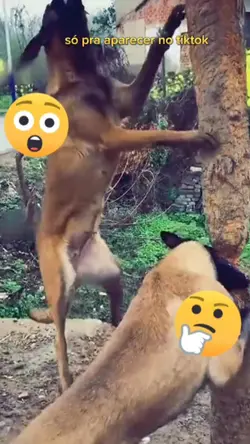 aparecer 