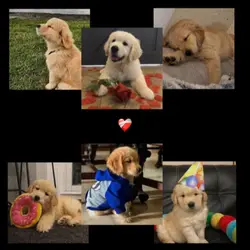 MY PET 🐾