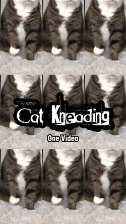 Cat Kneading 