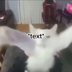 cat meme