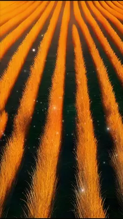 Rice Field