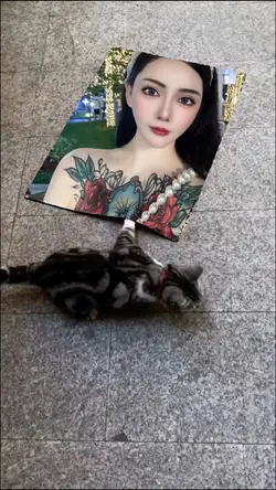 A cute cat