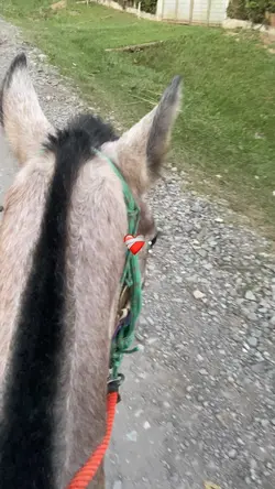 Cavalo❤️‍🩹