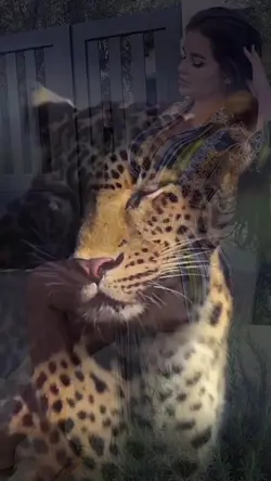 Felinos