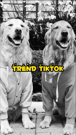 Trend Tiktok 
