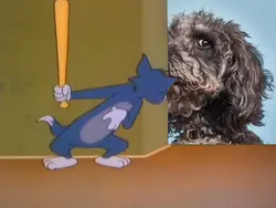 Tom is cat 