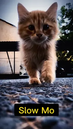 Slow Mo