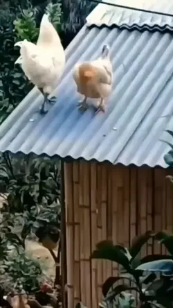 efeito